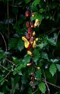 Image of thunbergia