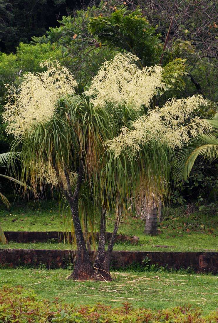 Слика од Beaucarnea