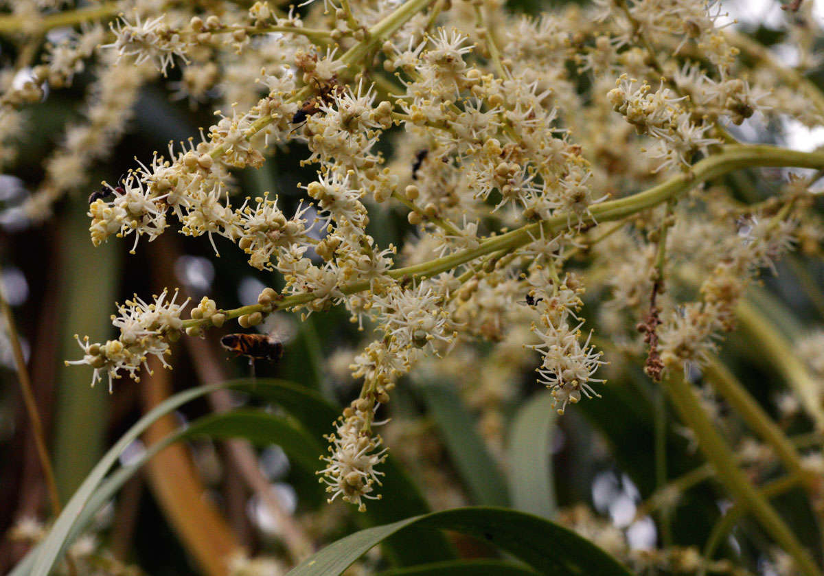 Слика од Beaucarnea