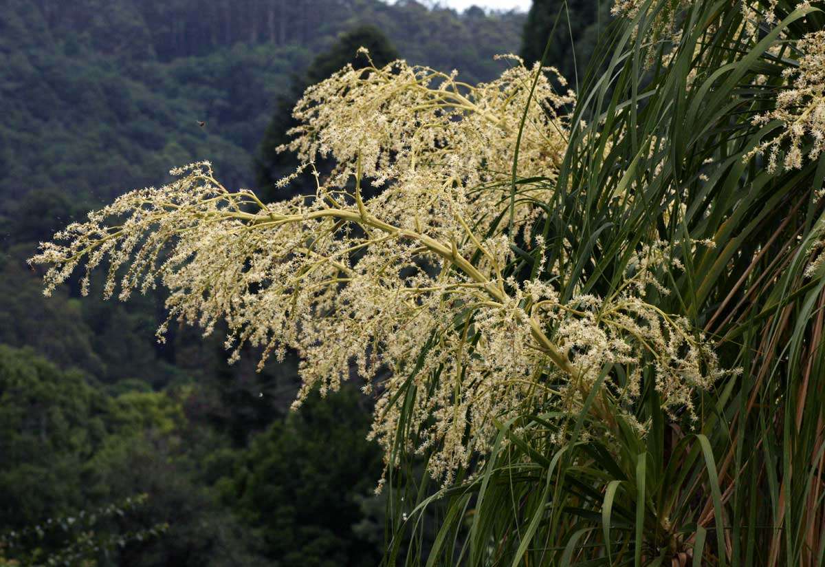 Imagem de Beaucarnea