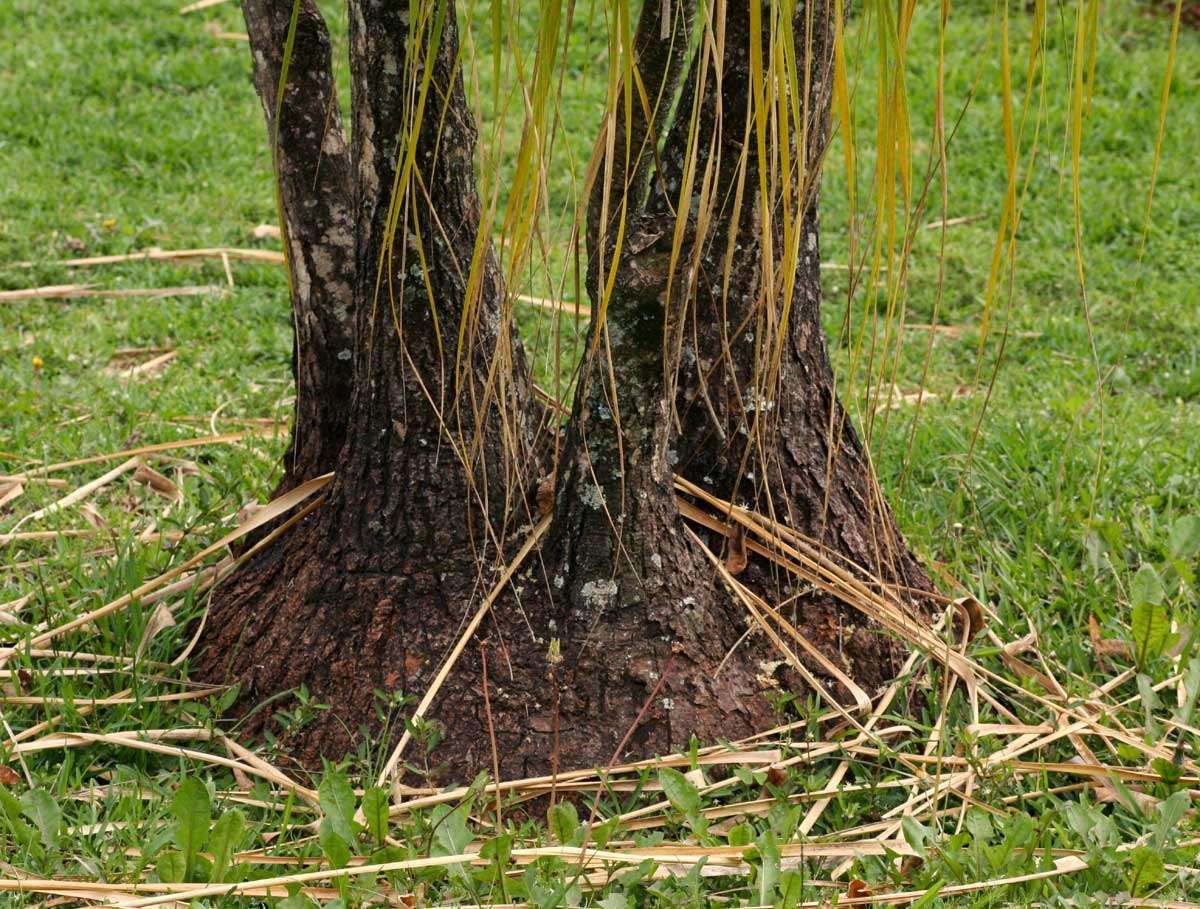 Imagem de Beaucarnea