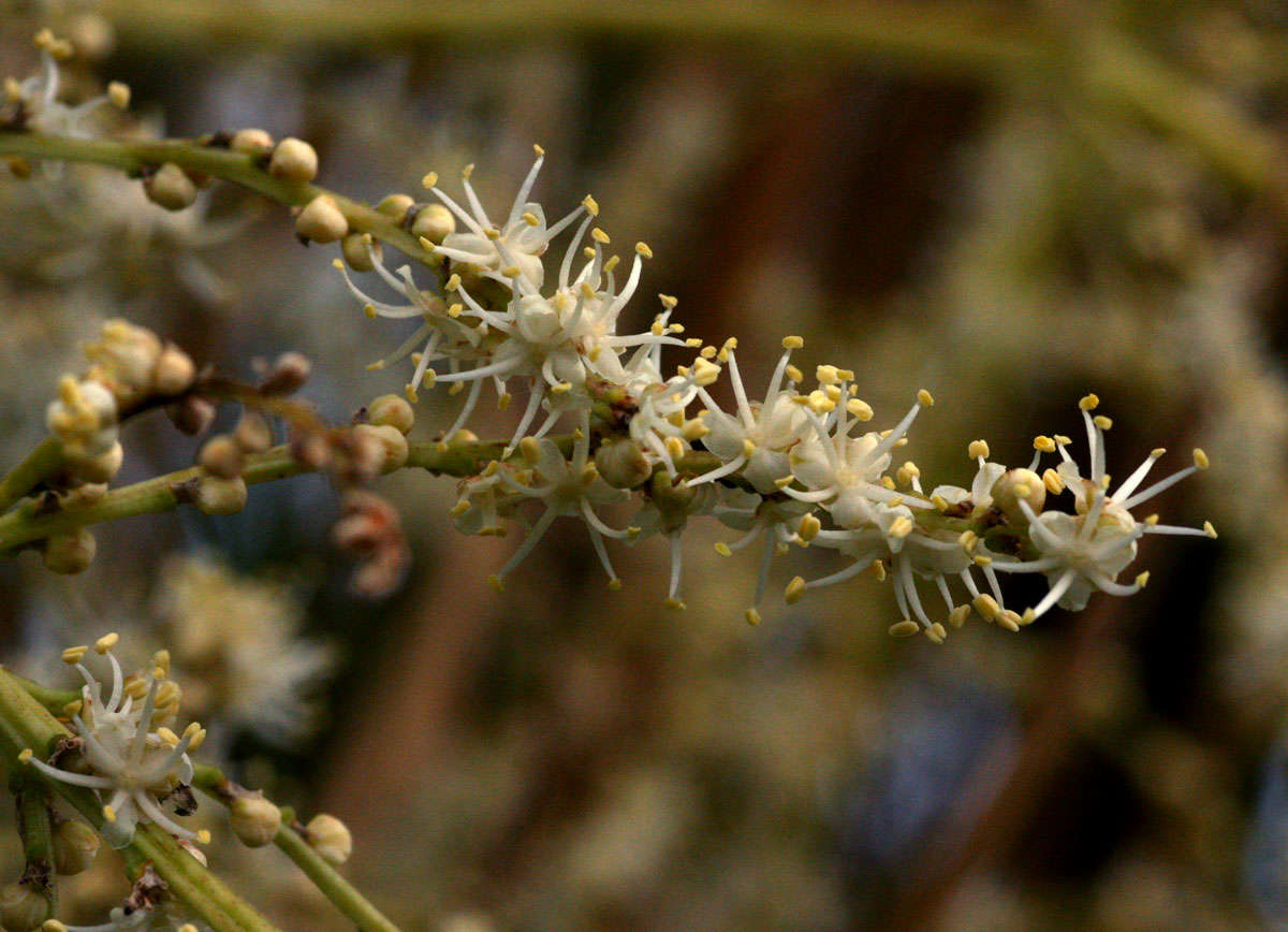 Слика од Beaucarnea