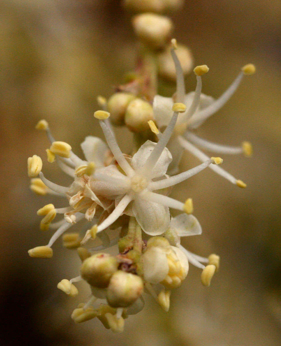 Слика од Beaucarnea