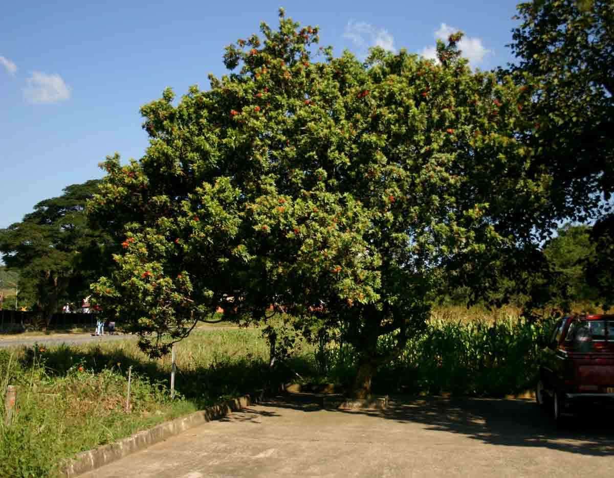 Image of Brazilian pepper tree