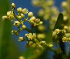 Image of Brazilian pepper tree