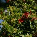 Image of Brazilian pepper tree