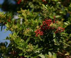 Image of Brazilian pepper tree