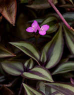 Image of spiderwort