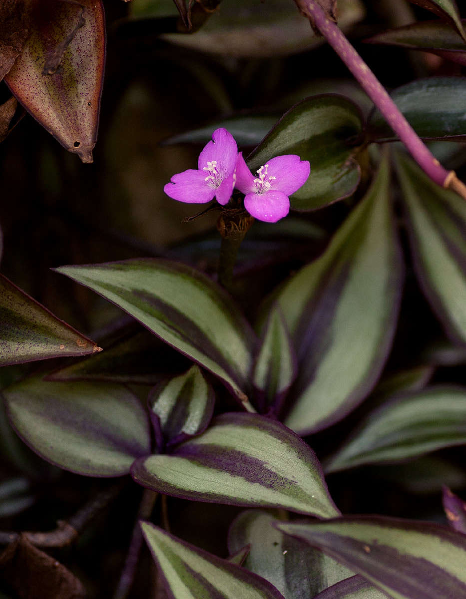 Imagem de Tradescantia