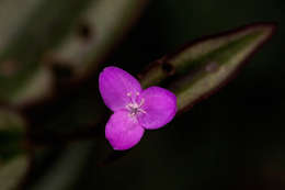 Image of spiderwort