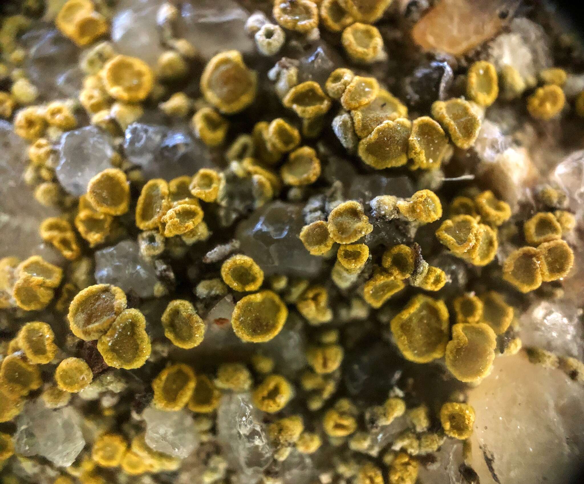 Image of Hidden goldspeck lichen