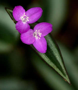 Image of spiderwort