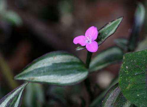 Imagem de Tradescantia