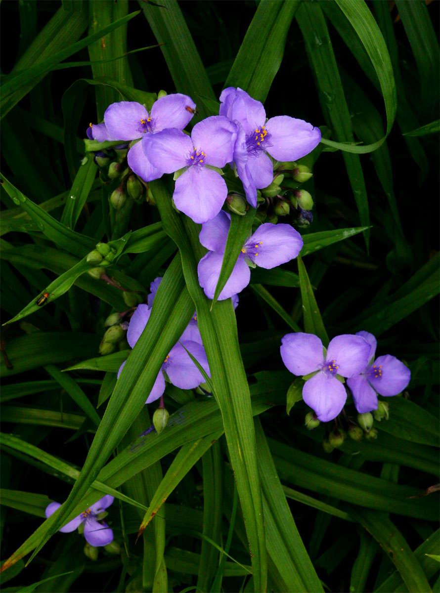 Image of spiderwort