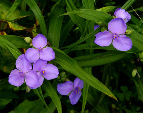 Image of spiderwort