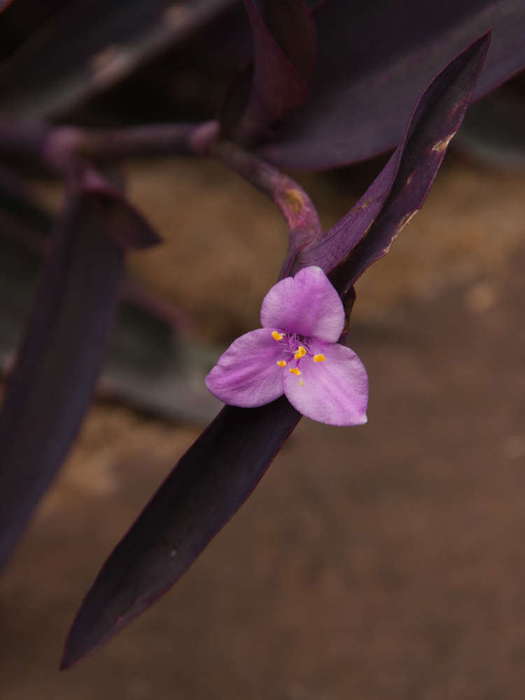 Image of spiderwort