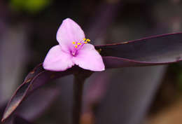 Image of spiderwort