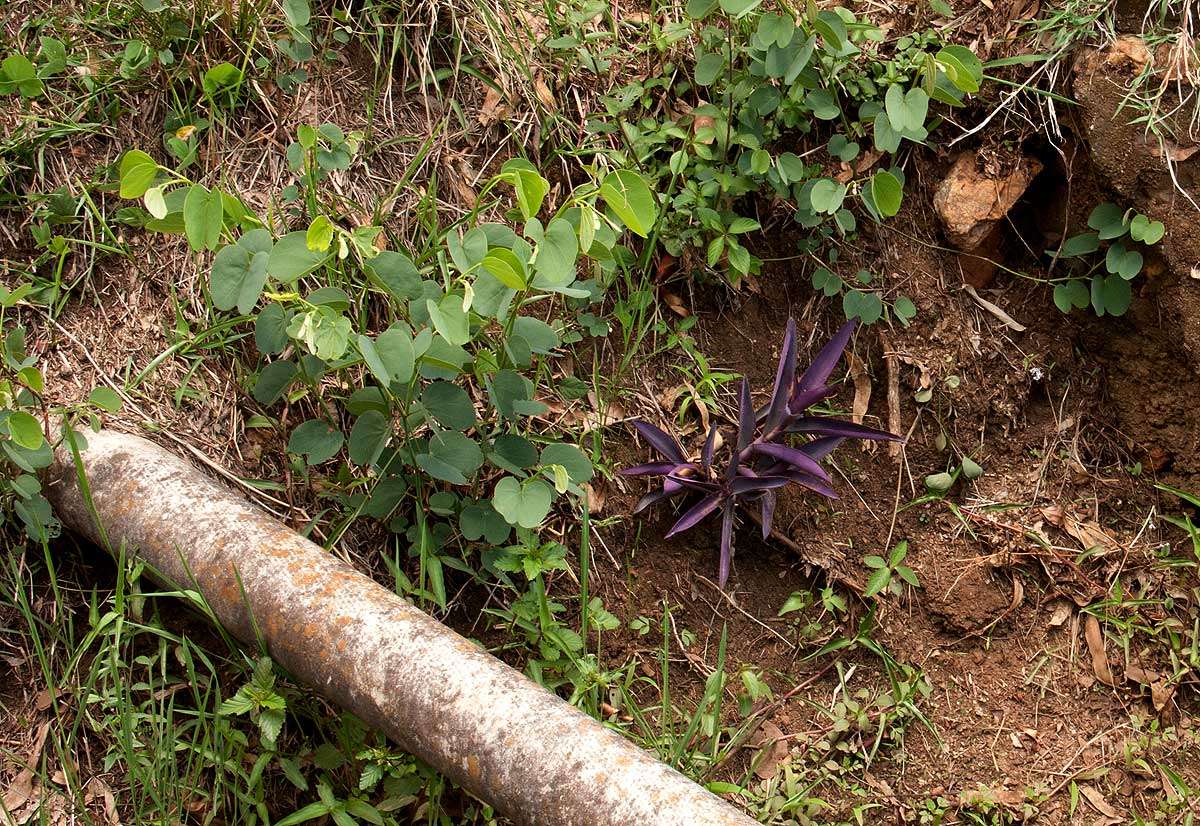 Image of spiderwort