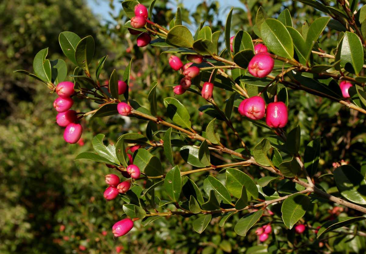 Image of Bush Cherries