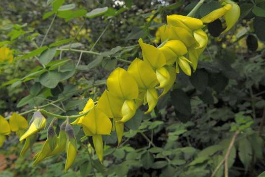 Image de Crotalaria agatiflora Schweinf.