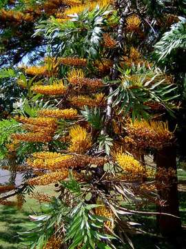 Imagem de Grevillea