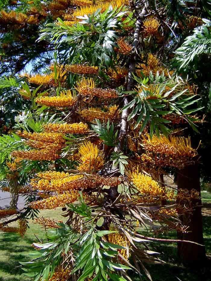 Plancia ëd Grevillea