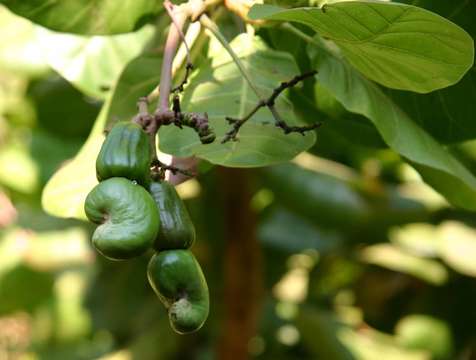 Image of anacardium