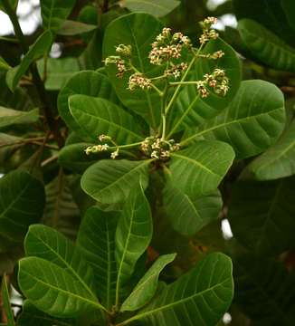 Image of anacardium