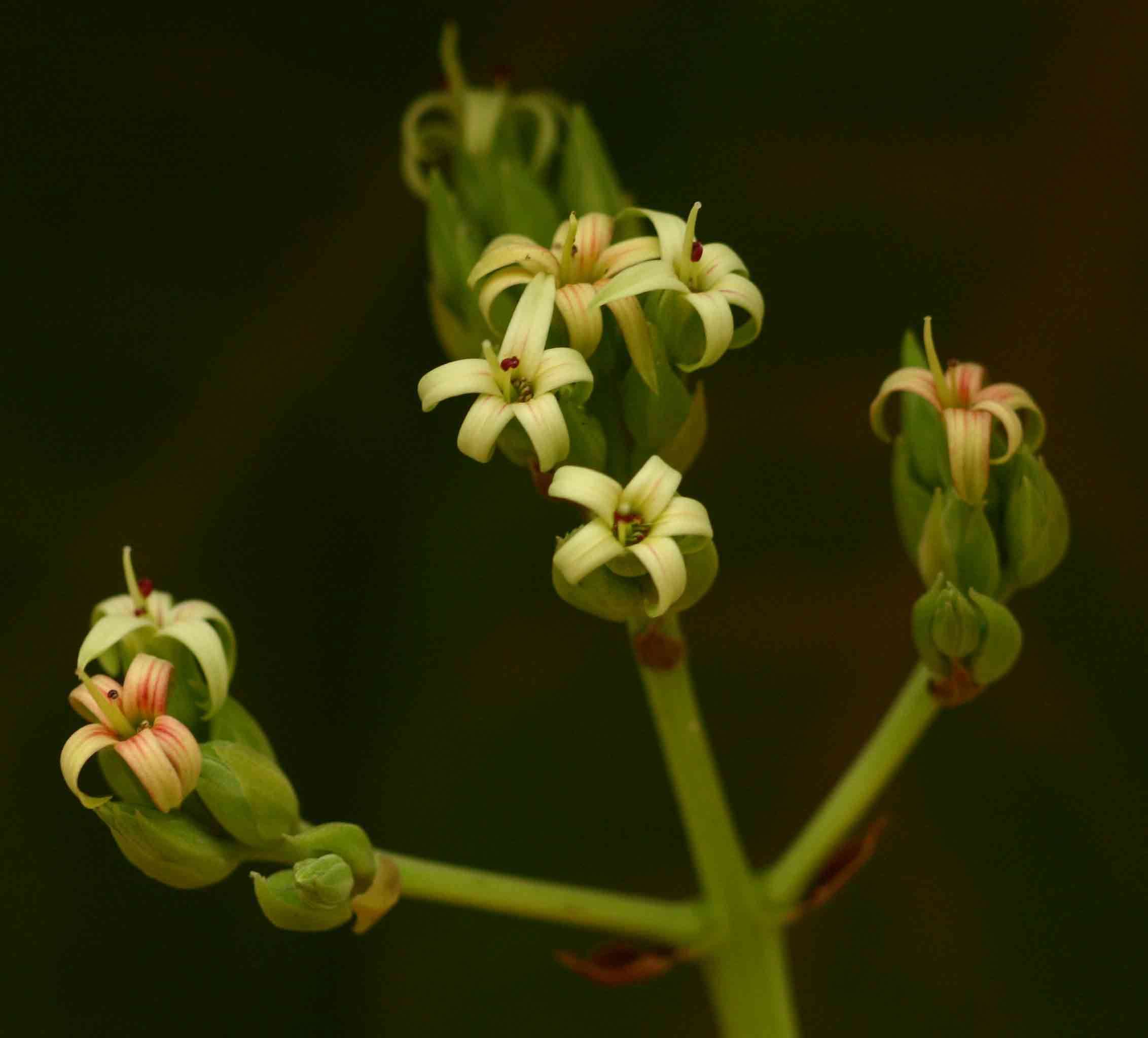 Image of anacardium