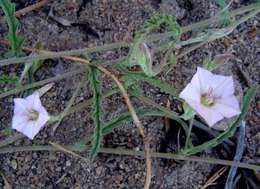 Imagem de Convolvulus sagittatus Thunb.