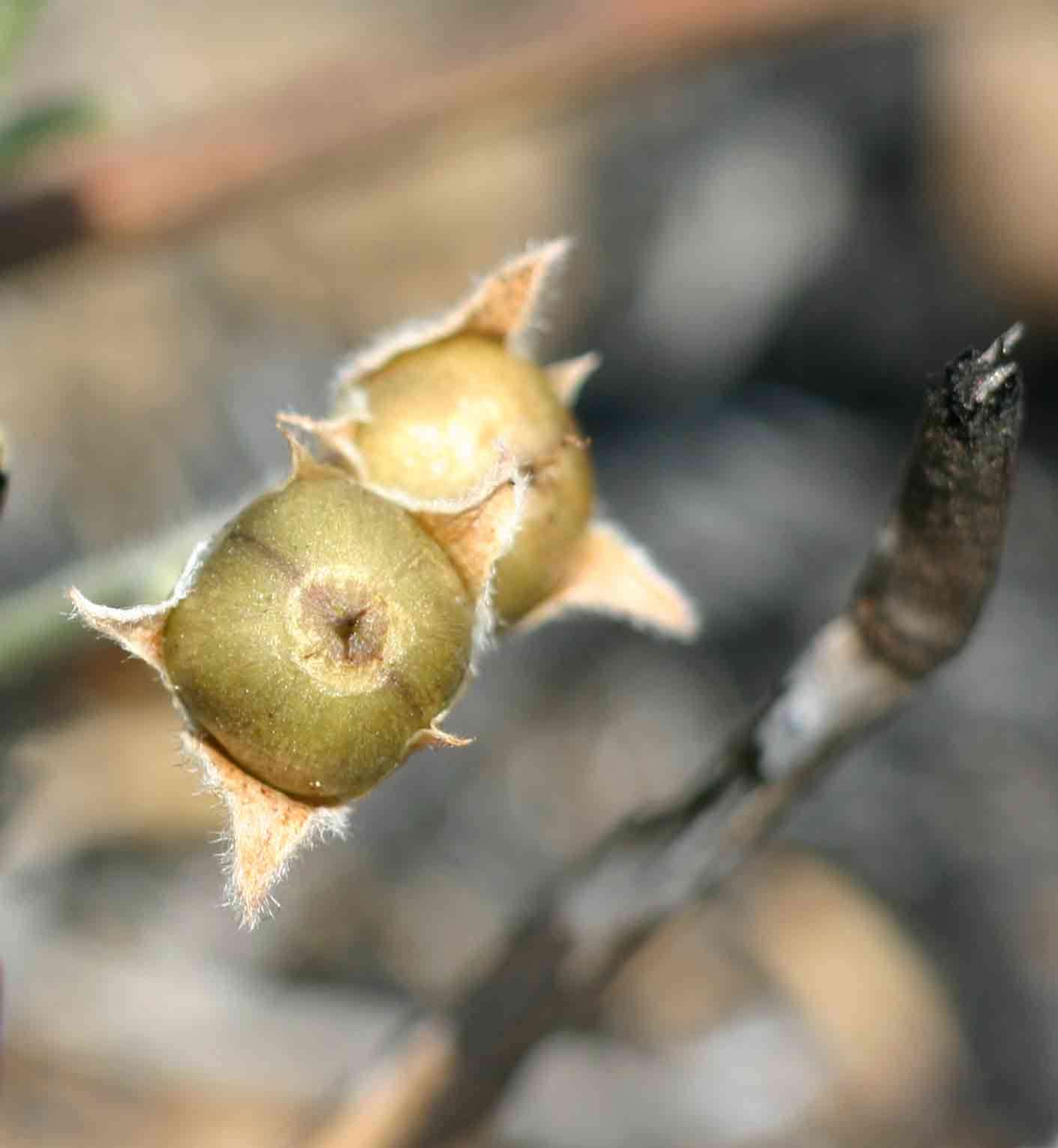 Imagem de Convolvulus sagittatus Thunb.