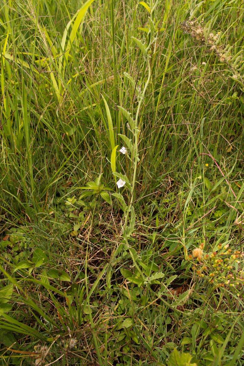 Image of Convolvulus sagittatus Thunb.