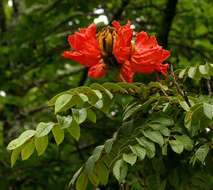 Image of African tulip tree