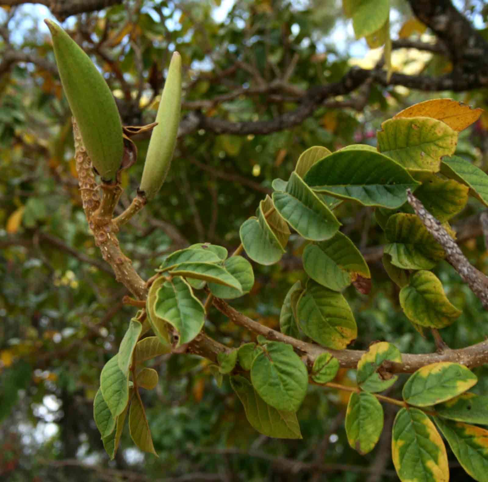 Image of African tulip tree