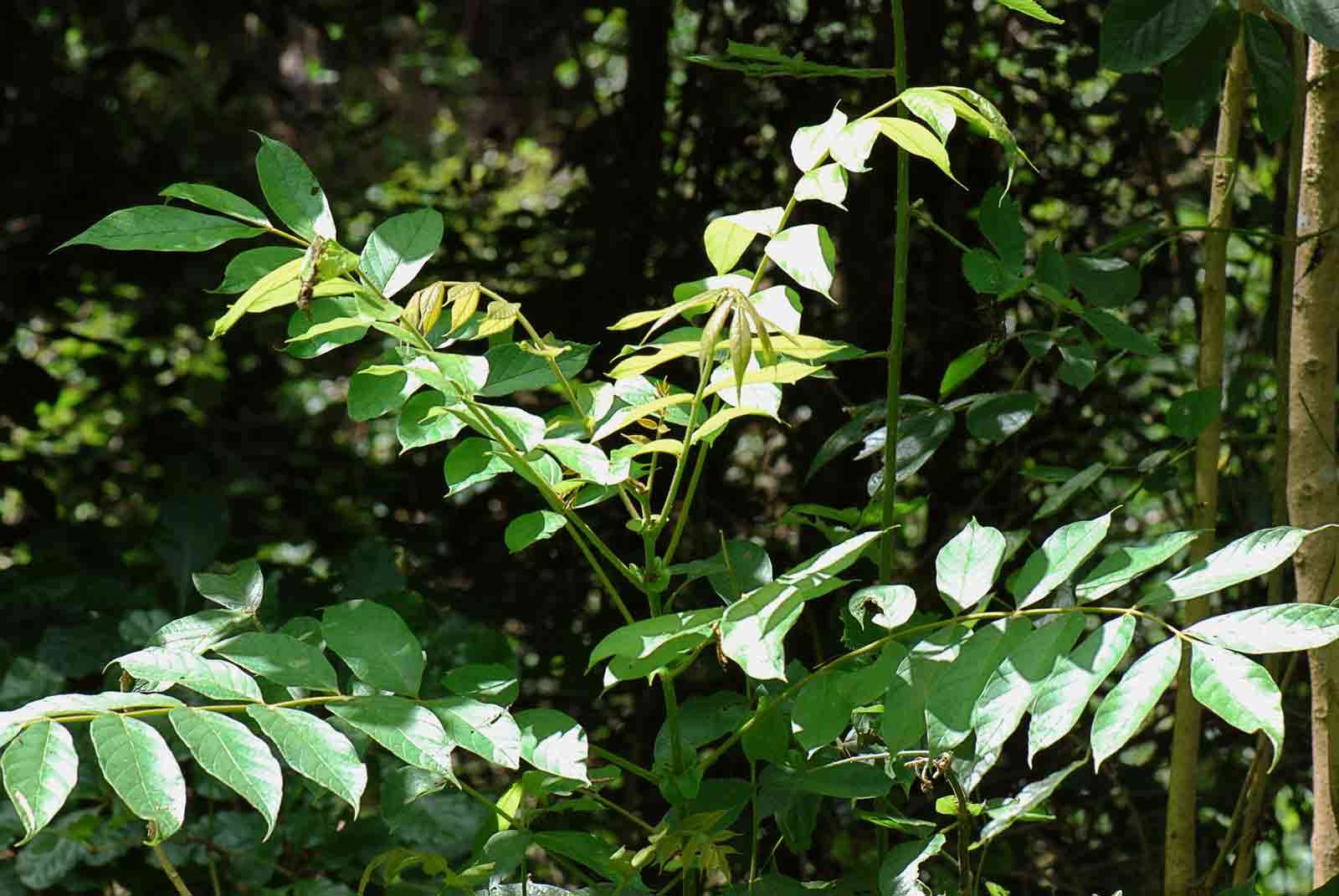 Image of African tulip tree