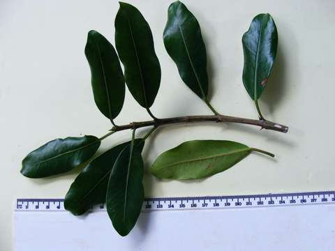 Ficus natalensis subsp. natalensis的圖片