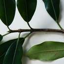 Sivun Ficus natalensis subsp. natalensis kuva