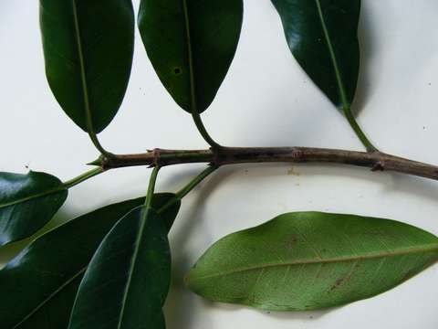 Ficus natalensis subsp. natalensis的圖片