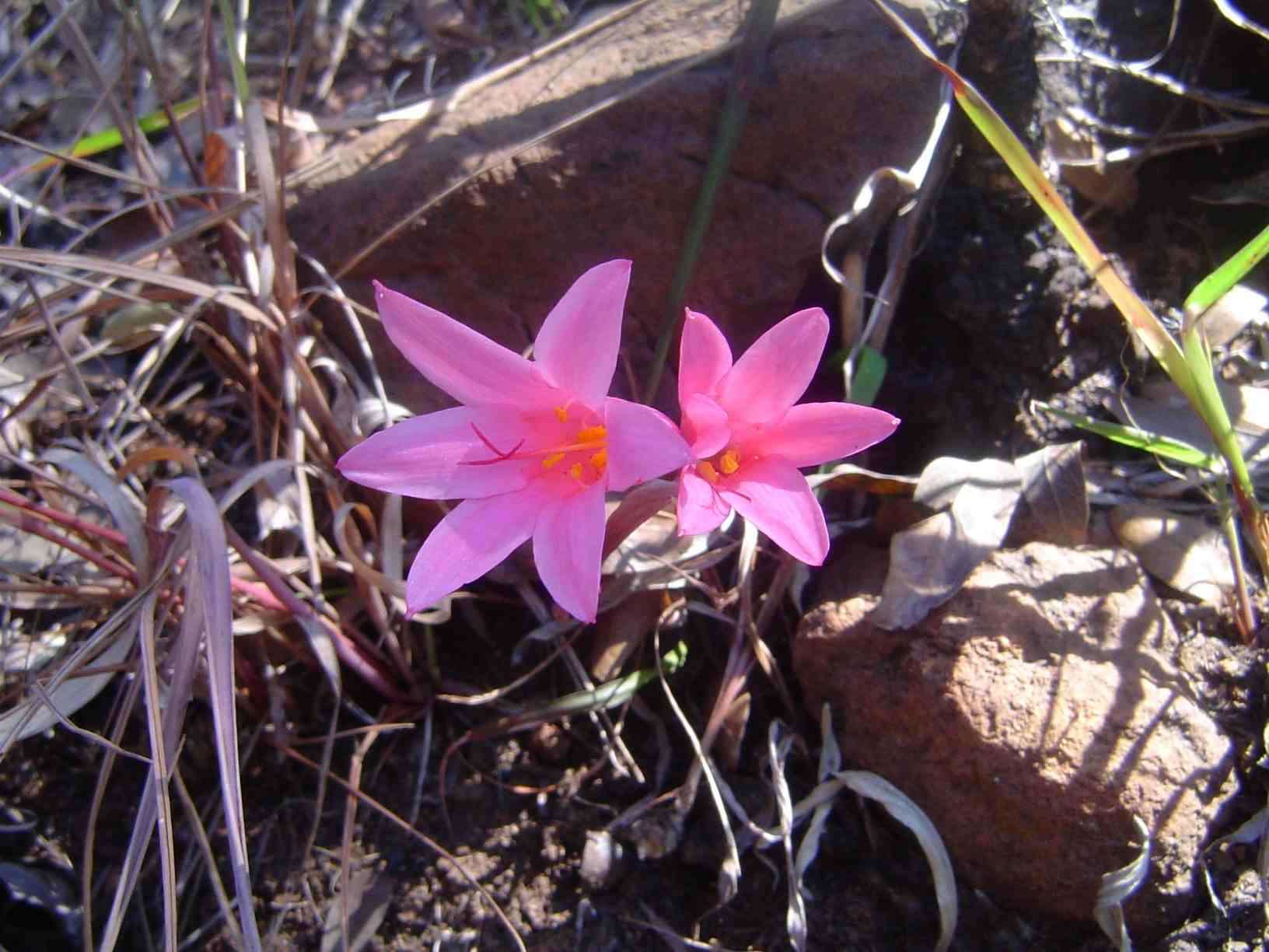 Image of Cyrtanthus galpinii Baker