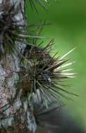 Image of Leaf Cacti