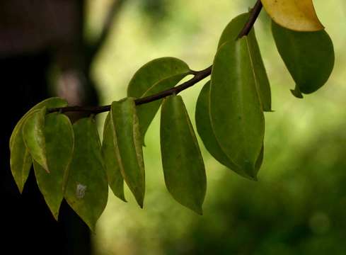 Image of Leaf Cacti