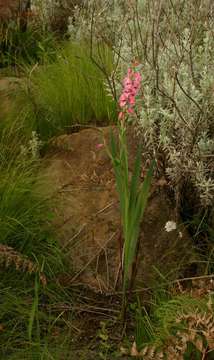 Image of thick-leaved gladiolus