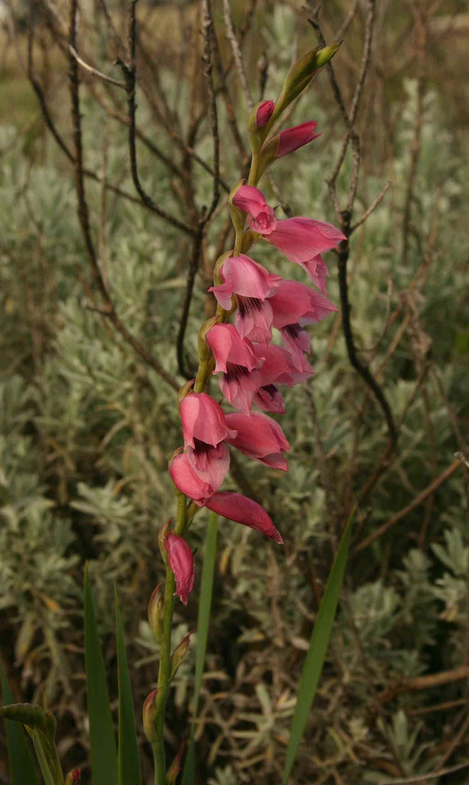 صورة Gladiolus crassifolius Baker