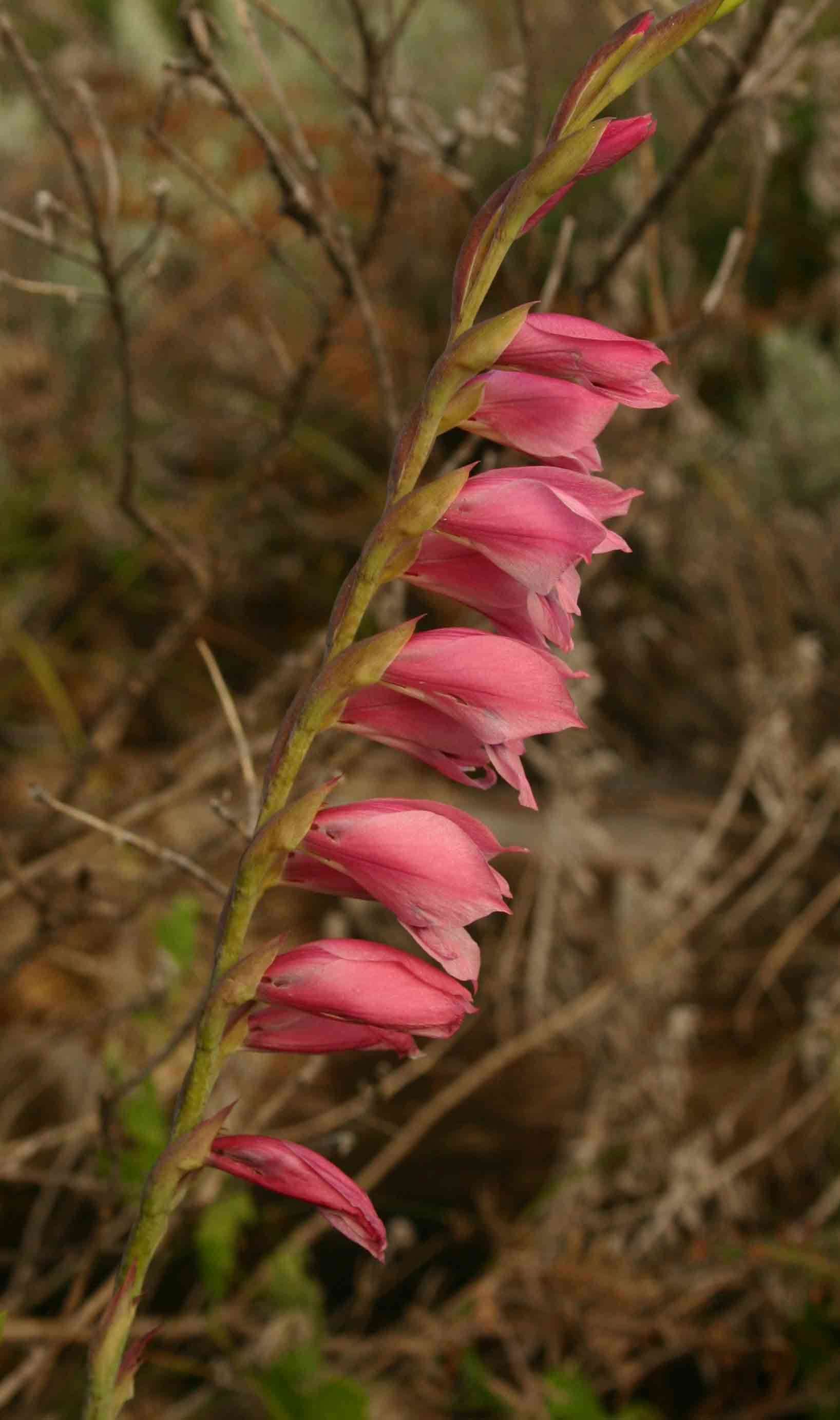 Image of thick-leaved gladiolus