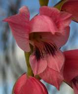 Image of thick-leaved gladiolus