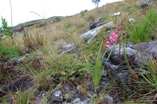 Image of thick-leaved gladiolus