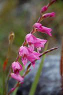 صورة Gladiolus crassifolius Baker