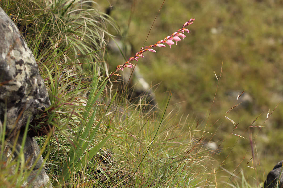 صورة Gladiolus crassifolius Baker