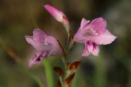 صورة Gladiolus crassifolius Baker