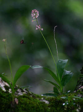 Image of Yellowspike orchids